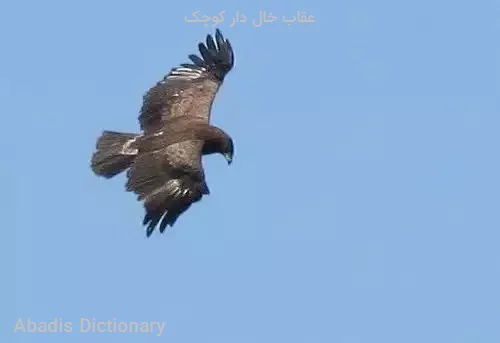 عقاب خال دار کوچک